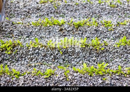Salat, der durch Hydrokultur in einem Garten auf Boracay Island, Philippinen, angebaut wird und nachhaltige Anbaumethoden auf einer tropischen Insel präsentiert Stockfoto