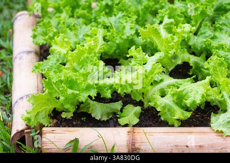 Salat, der durch Hydrokultur in einem Garten auf Boracay Island, Philippinen, angebaut wird und nachhaltige Anbaumethoden auf einer tropischen Insel präsentiert Stockfoto