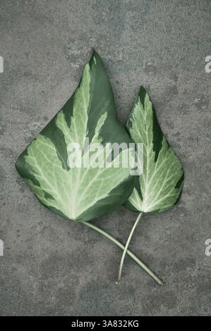 Zwei Blätter dunkler und hellgrüner Evy oder Hedera Helix, die auf dunklem Hintergrund liegen Stockfoto