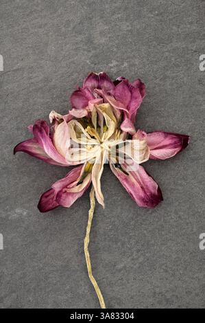 Getrocknete rote Tulpe und Stiel liegen auf dunklem Hintergrund Stockfoto