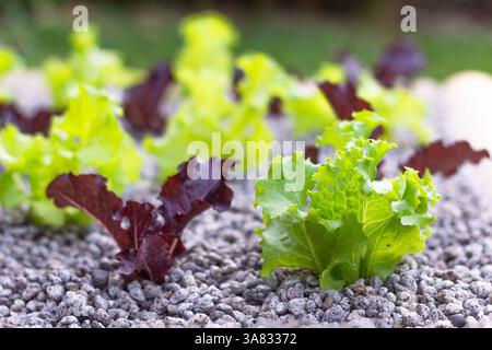 Salat, der durch Hydrokultur in einem Garten auf Boracay Island, Philippinen, angebaut wird und nachhaltige Anbaumethoden auf einer tropischen Insel präsentiert Stockfoto