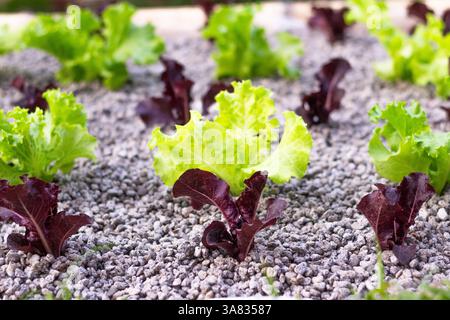 Salat, der durch Hydrokultur in einem Garten auf Boracay Island, Philippinen, angebaut wird und nachhaltige Anbaumethoden auf einer tropischen Insel präsentiert Stockfoto