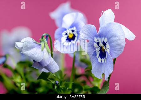 Weiße und blaue Stiefmütterchen Blumen in Blüte auf rosa Hintergrund Stockfoto