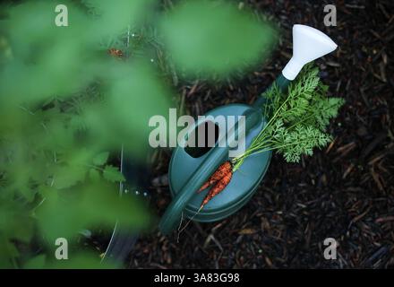 Karotten auf der Gießkanne im Garten Stockfoto