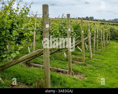 Üppige Weinreben erstrecken sich über die Landschaft in North Yorkshire und zeigen Reihen gesunder Pflanzen, die unter bewölktem Himmel gedeihen. Stockfoto
