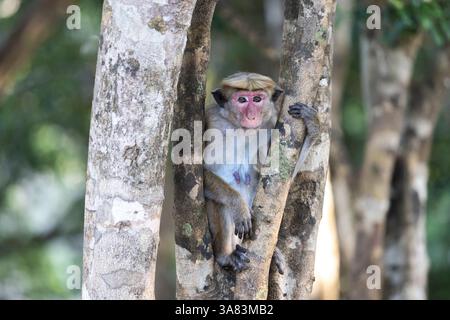 Kleiner Affe im Baum Stockfoto