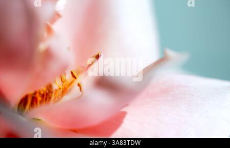Seitenansicht, Makrofoto einer rosa Rosenblume Stockfoto
