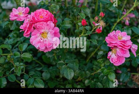 Nahaufnahme blühender rosafarbener Rosen in einer ruhigen Gartenumgebung. Nahaufnahme. Stockfoto