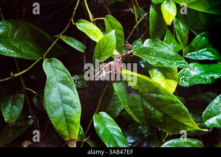 Der Phantasmal Giftfrosch (Epipedobates tricolor) oder Phantasmal Giftpfeilfrosch, Art des Giftpfeilfrosches in der Familie Dendrobatidae, endemisch t Stockfoto