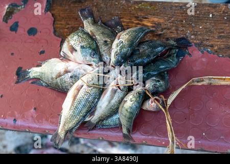 Äthiopien, frisch gefangener Tilapia-Fisch auf dem Fischmarkt am Awassa Lake Stockfoto