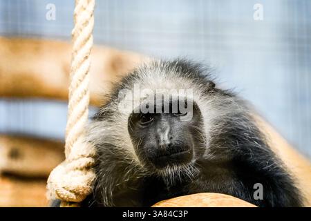 Porträt eines Colobus-Affen. Weißbärtiger Kolobus-Affe. Colobus polykomos. westlicher Schwarzweiß-Colobus. King Colobus. Affe aus der Nähe. Stockfoto