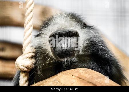 Porträt eines Colobus-Affen. Weißbärtiger Kolobus-Affe. Colobus polykomos. westlicher Schwarzweiß-Colobus. King Colobus. Affe aus der Nähe. Stockfoto