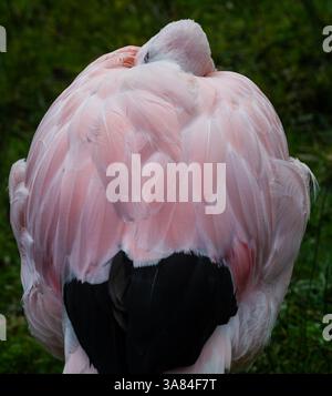 Anden Flamingo (Phoenicoparrus andinus) Stockfoto