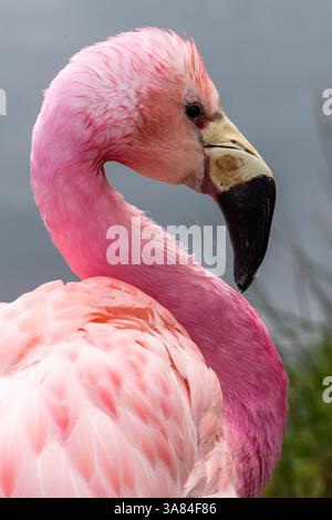 Anden Flamingo (Phoenicoparrus andinus) Stockfoto