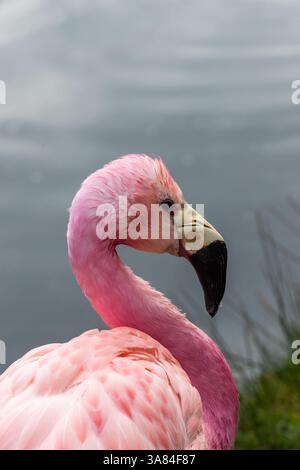 Anden Flamingo (Phoenicoparrus andinus) Stockfoto