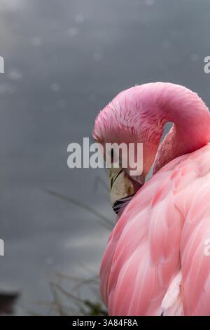Anden Flamingo (Phoenicoparrus andinus) Stockfoto