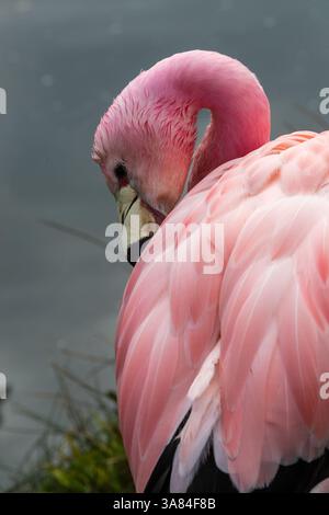 Anden Flamingo (Phoenicoparrus andinus) Stockfoto