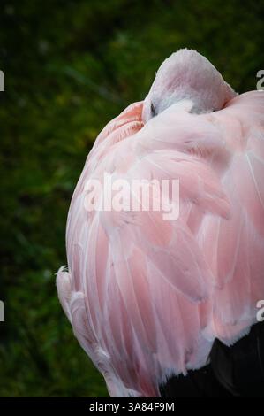 Anden Flamingo (Phoenicoparrus andinus) Stockfoto