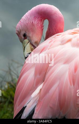 Anden Flamingo (Phoenicoparrus andinus) Stockfoto
