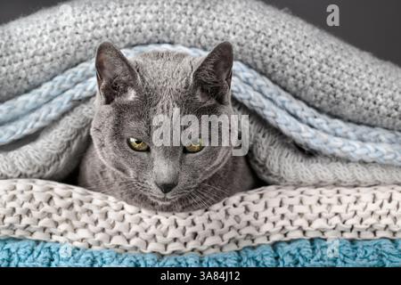 Studio-Porträt einer russischen blauen Katze, die auf einem Stapel gestrickter Decken sitzt und ihr glattes graues Fell zeigt Stockfoto
