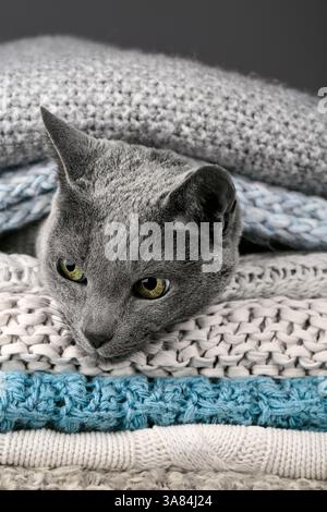 Studio-Porträt einer russischen blauen Katze, die auf einem Stapel gestrickter Decken sitzt und ihr glattes graues Fell zeigt Stockfoto