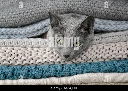 Studio-Porträt einer russischen blauen Katze, die auf einem Stapel gestrickter Decken sitzt und ihr glattes graues Fell zeigt Stockfoto