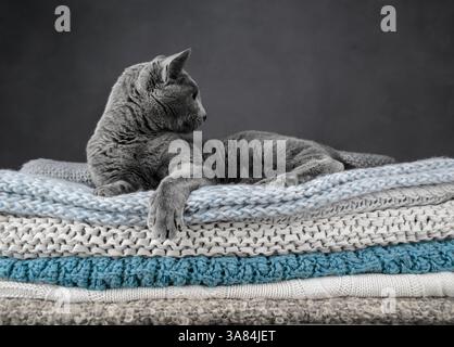 Studio-Porträt einer russischen blauen Katze, die auf einem Stapel gestrickter Decken sitzt und ihr glattes graues Fell zeigt Stockfoto