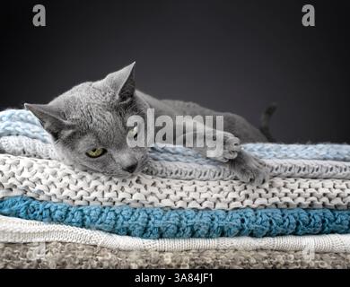 Studio-Porträt einer russischen blauen Katze, die auf einem Stapel gestrickter Decken sitzt und ihr glattes graues Fell zeigt Stockfoto