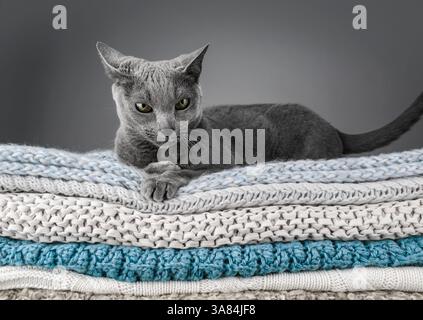 Studio-Porträt einer russischen blauen Katze, die auf einem Stapel gestrickter Decken sitzt und ihr glattes graues Fell zeigt Stockfoto