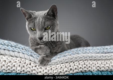 Studio-Porträt einer russischen blauen Katze, die auf einem Stapel gestrickter Decken sitzt und ihr glattes graues Fell zeigt Stockfoto