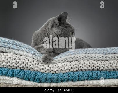Studio-Porträt einer russischen blauen Katze, die auf einem Stapel gestrickter Decken sitzt und ihr glattes graues Fell zeigt Stockfoto