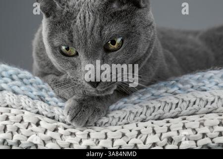 Studio-Porträt einer russischen blauen Katze, die auf einem Stapel gestrickter Decken sitzt und ihr glattes graues Fell zeigt Stockfoto
