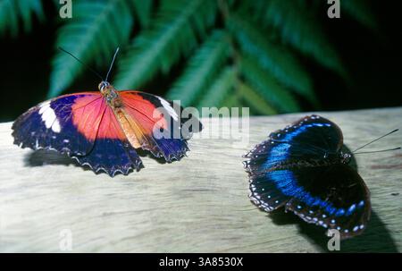 Zwei tropische Edelfalter aus den Waldgebieten Suedostasiens, links Cethosia cydippe oder Red lacewing, Rote Schnueren, rechts Blue Eggly, das Blauband, Hypolimnas alimena, ein Maennchen tropischer Edelfalter *** zwei tropische Schmetterlinge aus den Waldgebieten Südostasiens, links Cethosia cydippe oder Rote Schnürung, rechts Blaue Eierlikör, das Blauband, Hypolimnas alimena, ein männlicher tropischer Schmetterling Stockfoto