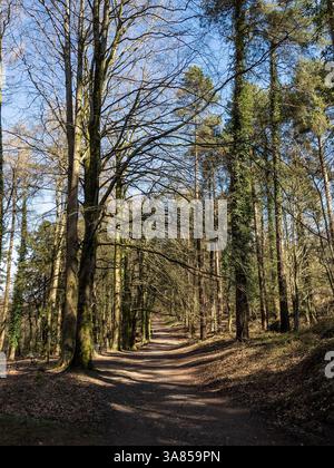 Spring Woodlands in Bracelands Stockfoto