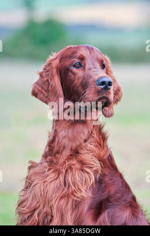 Irish setter Hund Stockfoto
