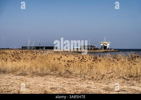 Goldenes Schilf im Vordergrund und ein Fährterminal an der Küste unter klarem Himmel, das eine friedliche maritime Umgebung veranschaulicht. Stockfoto