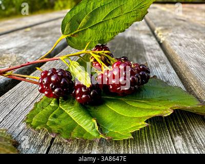 Großaufnahme von köstlichen Reifen Brombeeren und grünen Blättern auf Holztisch. Agrarkonzept. Hochwertige Fotos Stockfoto