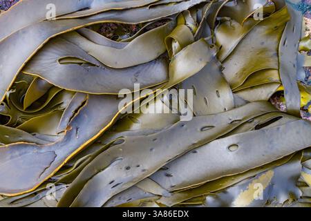 Muster im Seetang bei Ebbe auf New Island auf den Falklandinseln Stockfoto