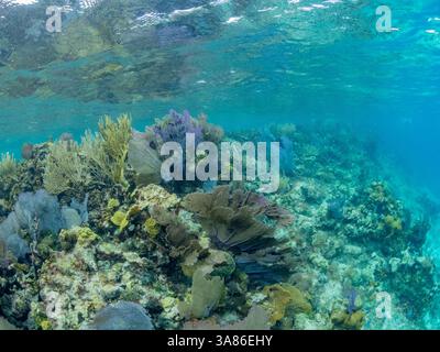 Unterwasseransicht des Riffs entlang des Umfangs des Great Blue Hole am Lighthouse Reef, UNESCO, Belize Stockfoto