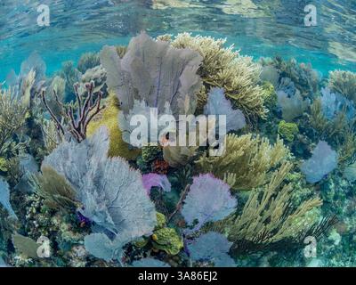 Unterwasseransicht des Riffs entlang des Umfangs des Great Blue Hole am Lighthouse Reef, UNESCO, Belize Stockfoto