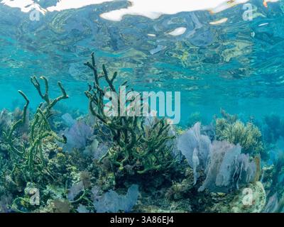 Unterwasseransicht des Riffs entlang des Umfangs des Great Blue Hole am Lighthouse Reef, UNESCO, Belize Stockfoto