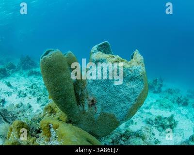 Unterwasseransicht des Riffs entlang des Umfangs des Great Blue Hole am Lighthouse Reef, UNESCO, Belize Stockfoto