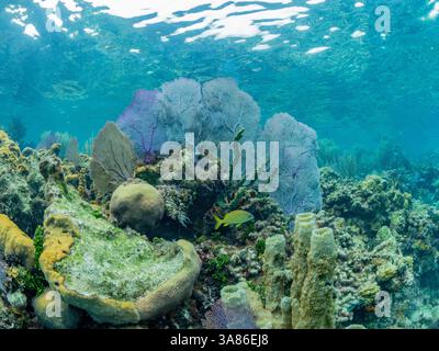 Unterwasseransicht des Riffs entlang des Umfangs des Great Blue Hole am Lighthouse Reef, UNESCO, Belize Stockfoto