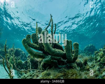 Unterwasseransicht des Riffs entlang des Umfangs des Great Blue Hole am Lighthouse Reef, UNESCO, Belize Stockfoto