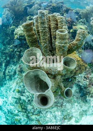 Unterwasseransicht des Riffs entlang des Umfangs des Great Blue Hole am Lighthouse Reef, UNESCO, Belize Stockfoto