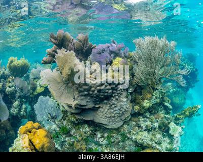 Unterwasseransicht des Riffs entlang des Umfangs des Great Blue Hole am Lighthouse Reef, UNESCO, Belize Stockfoto