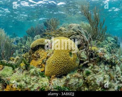Unterwasseransicht des Riffs entlang des Umfangs des Great Blue Hole am Lighthouse Reef, UNESCO, Belize Stockfoto