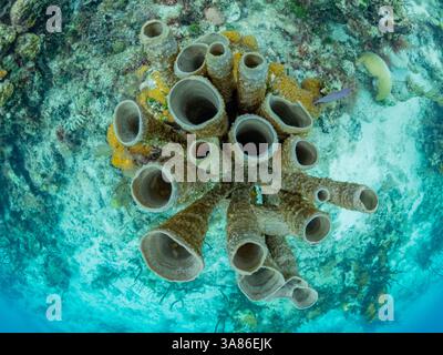 Unterwasseransicht des Riffs entlang des Umfangs des Great Blue Hole am Lighthouse Reef, UNESCO, Belize Stockfoto