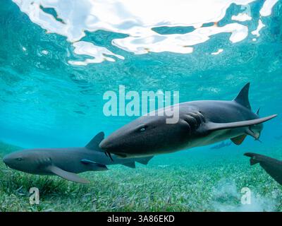 Ammenhaie (Ginglymostoma cirratum), die in Hai- und Rochenallee gefüttert werden, Caye Caulker, Mesoamerican Barrier Reef, Belize Stockfoto