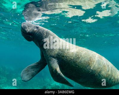 Westindische Seekühe (Trichechus manatus), am Riff bei Caye Caulker, im mesoamerikanischen Barrier Reef, Belize Stockfoto